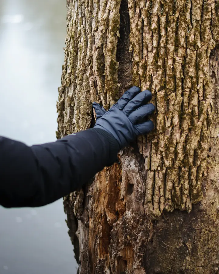 Hand on Bark