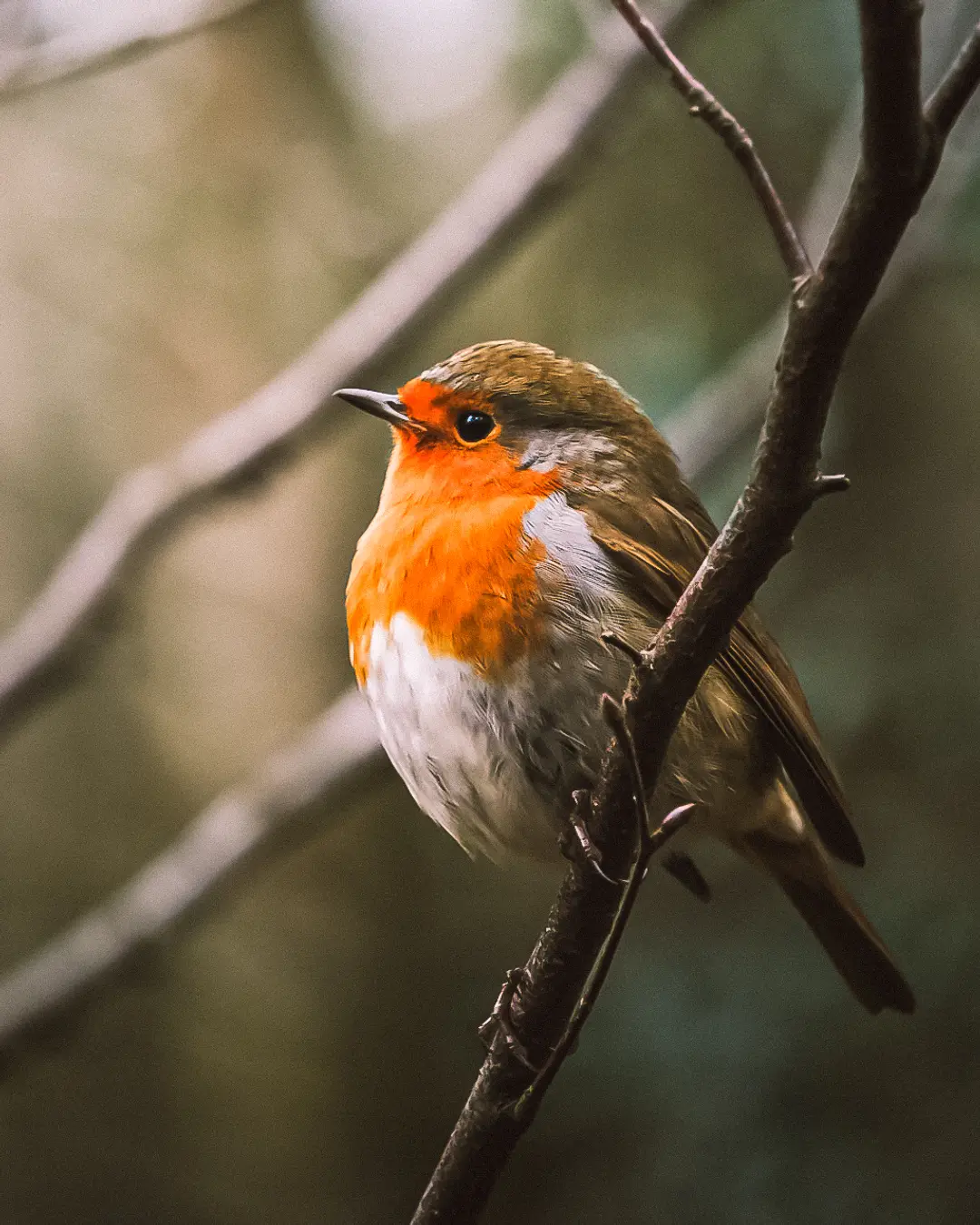Robin on Winter Branch