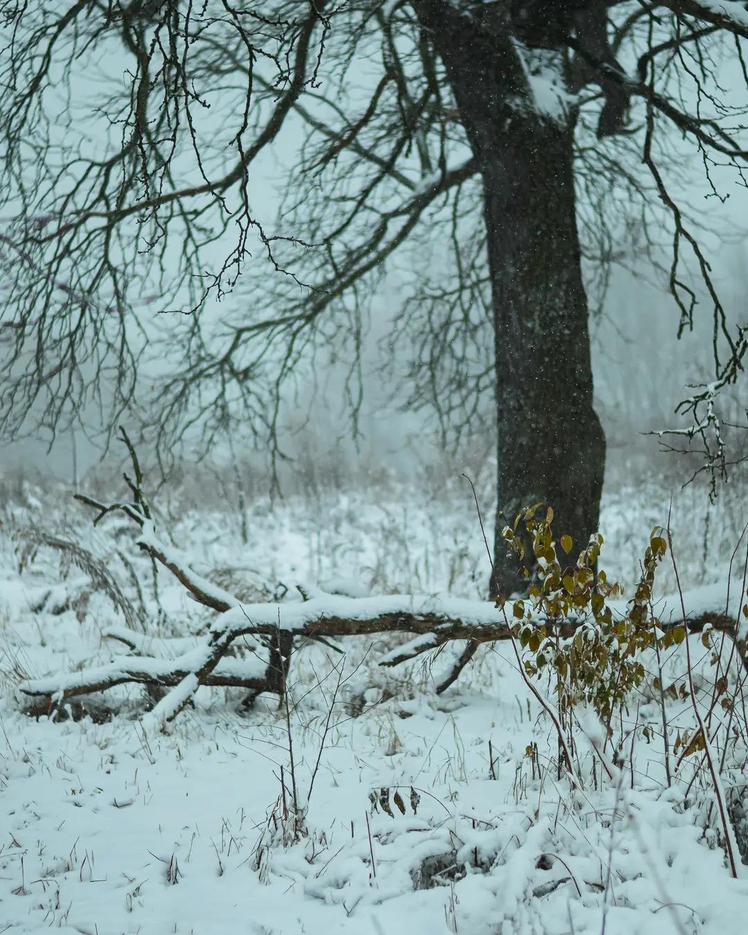 Lone Tree in Snowfall