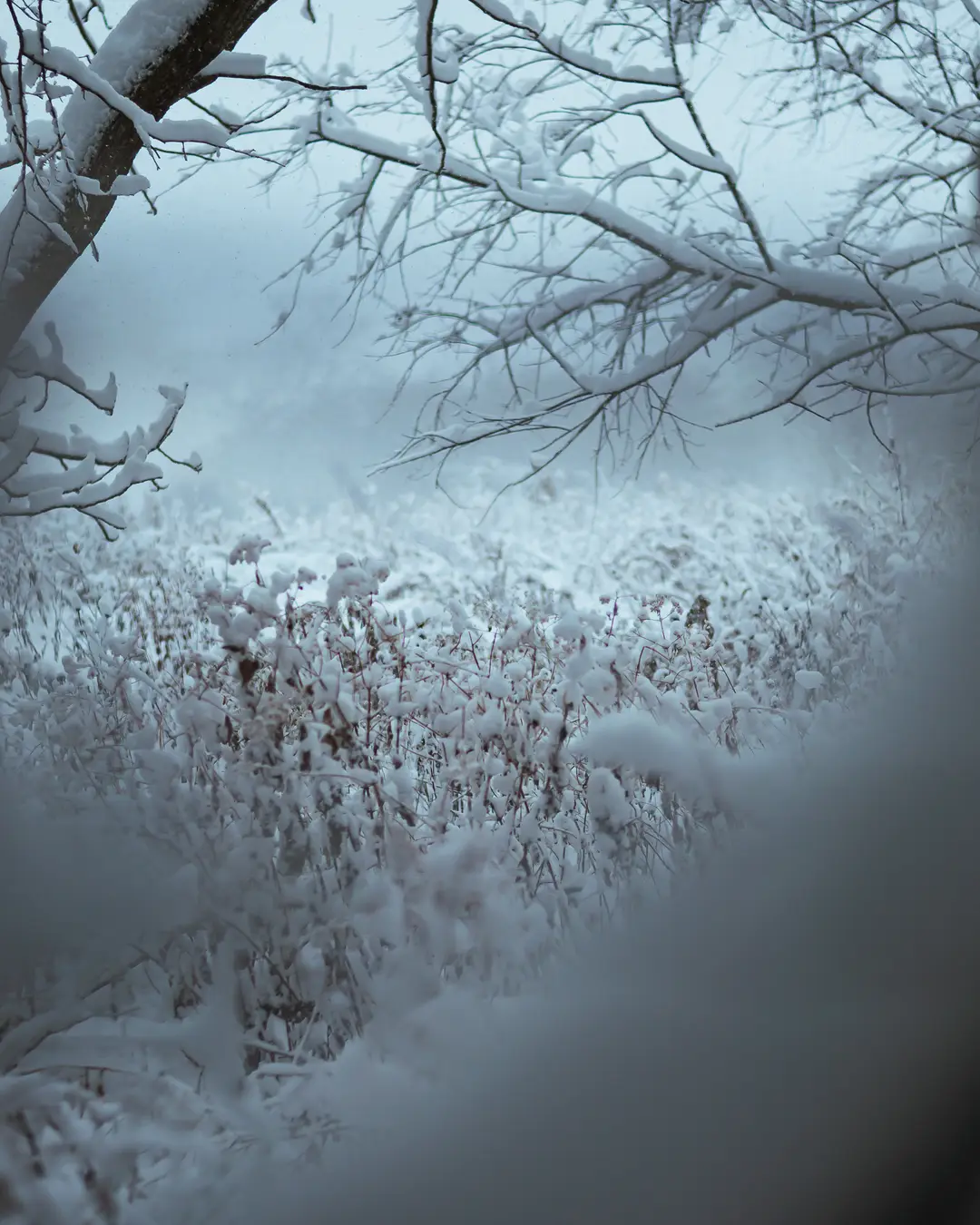 Snow Veil Through Branches