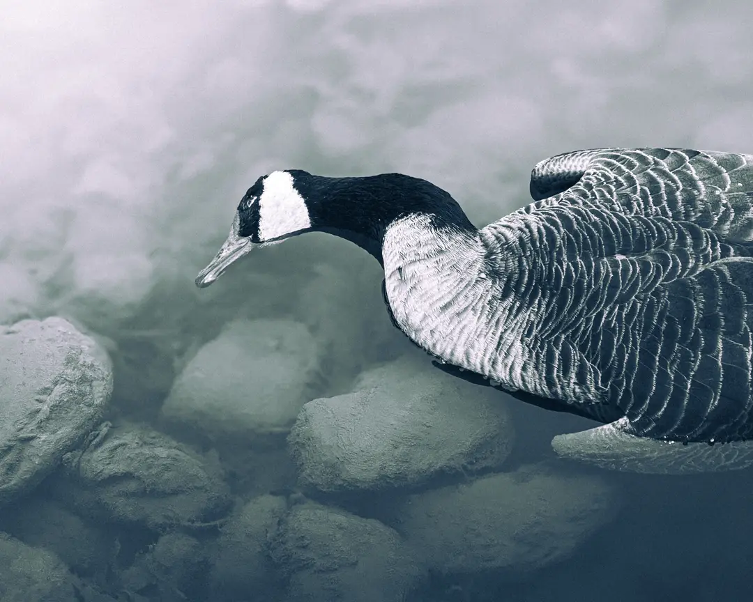 Goose Over Cold Water