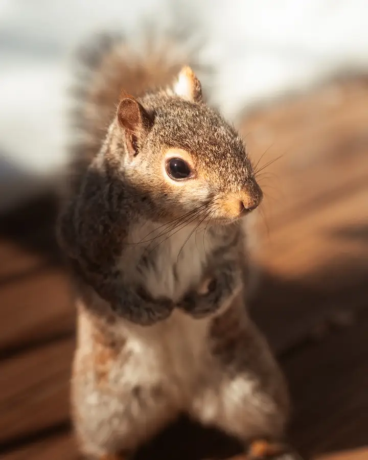 Winter Squirrel Glance