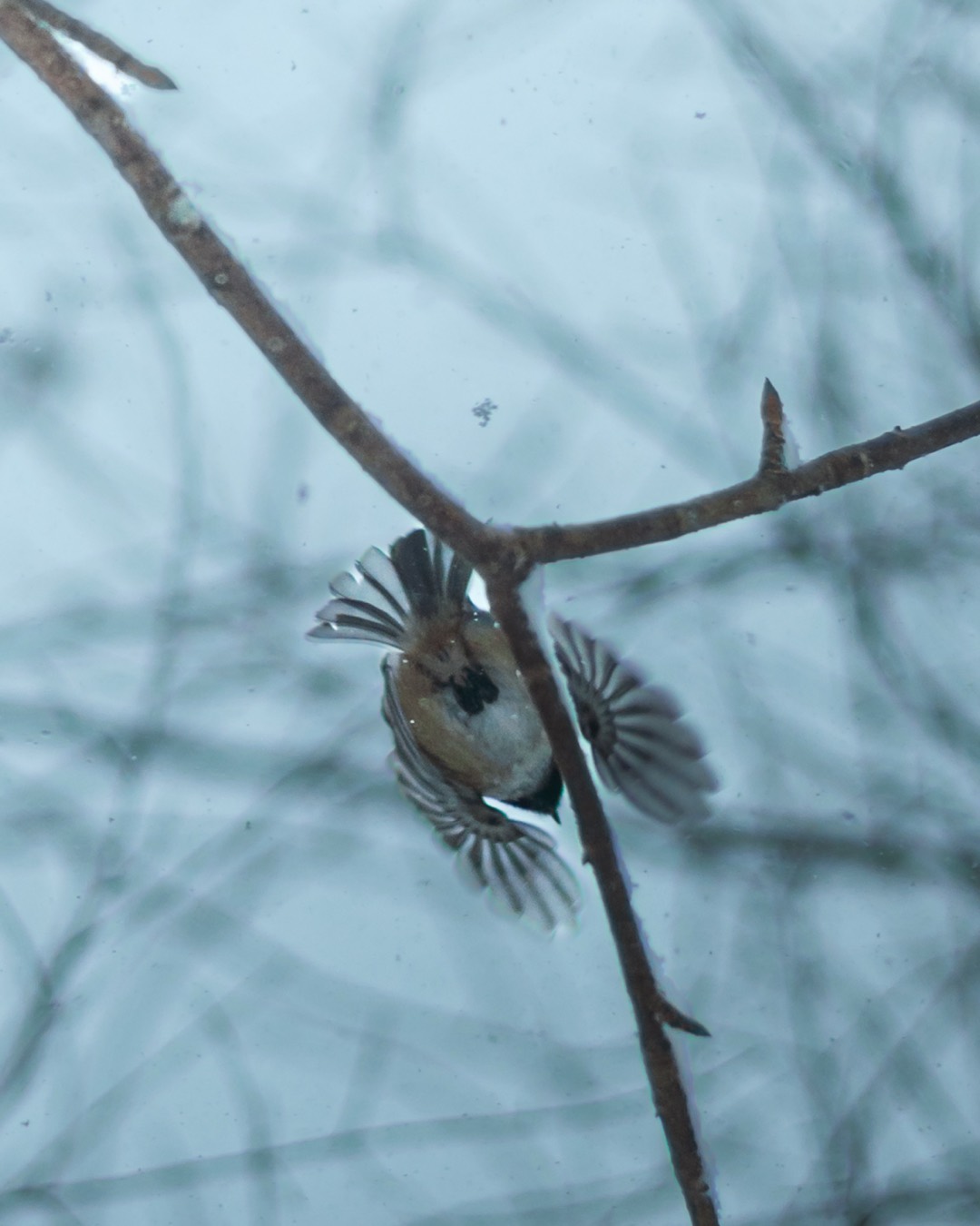 Small Bird, Bare Branch