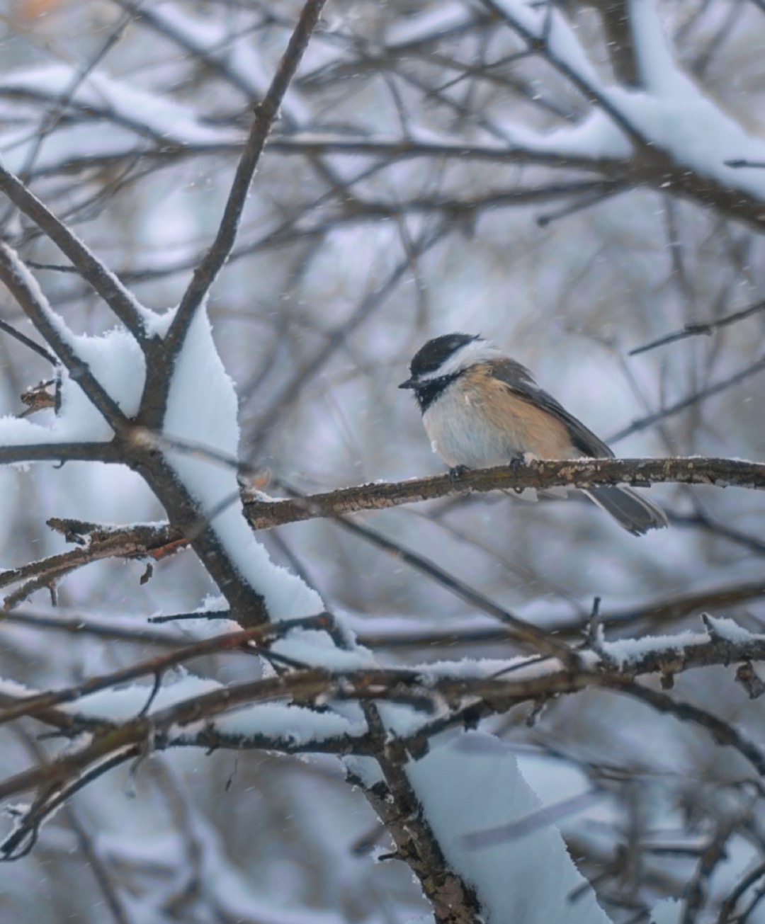 Perched in Snow Web