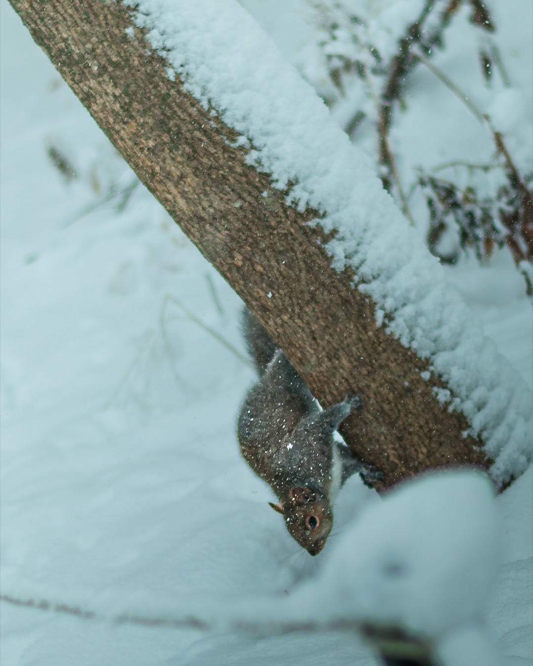 Upside-Down Squirrel