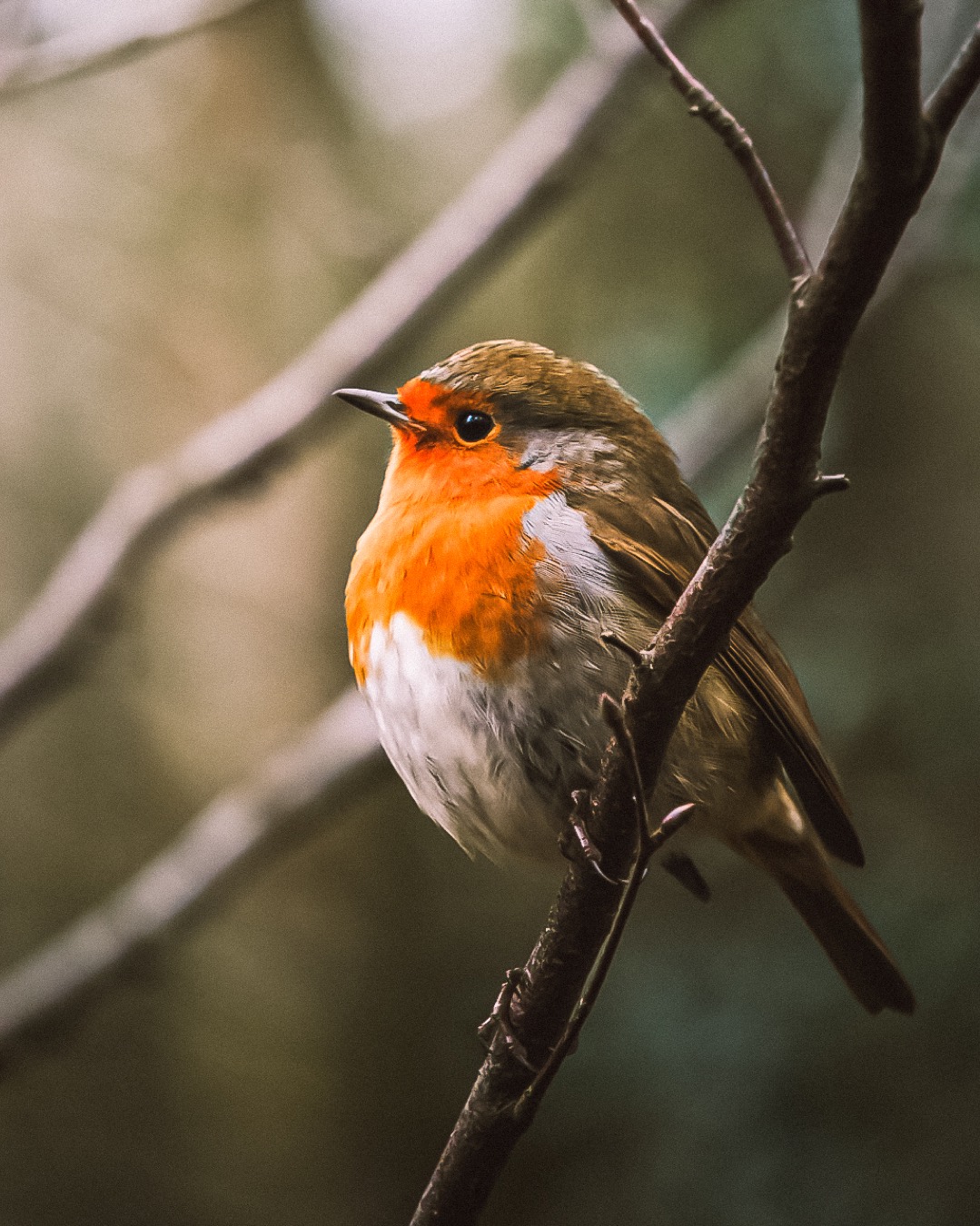 Robin on Winter Branch