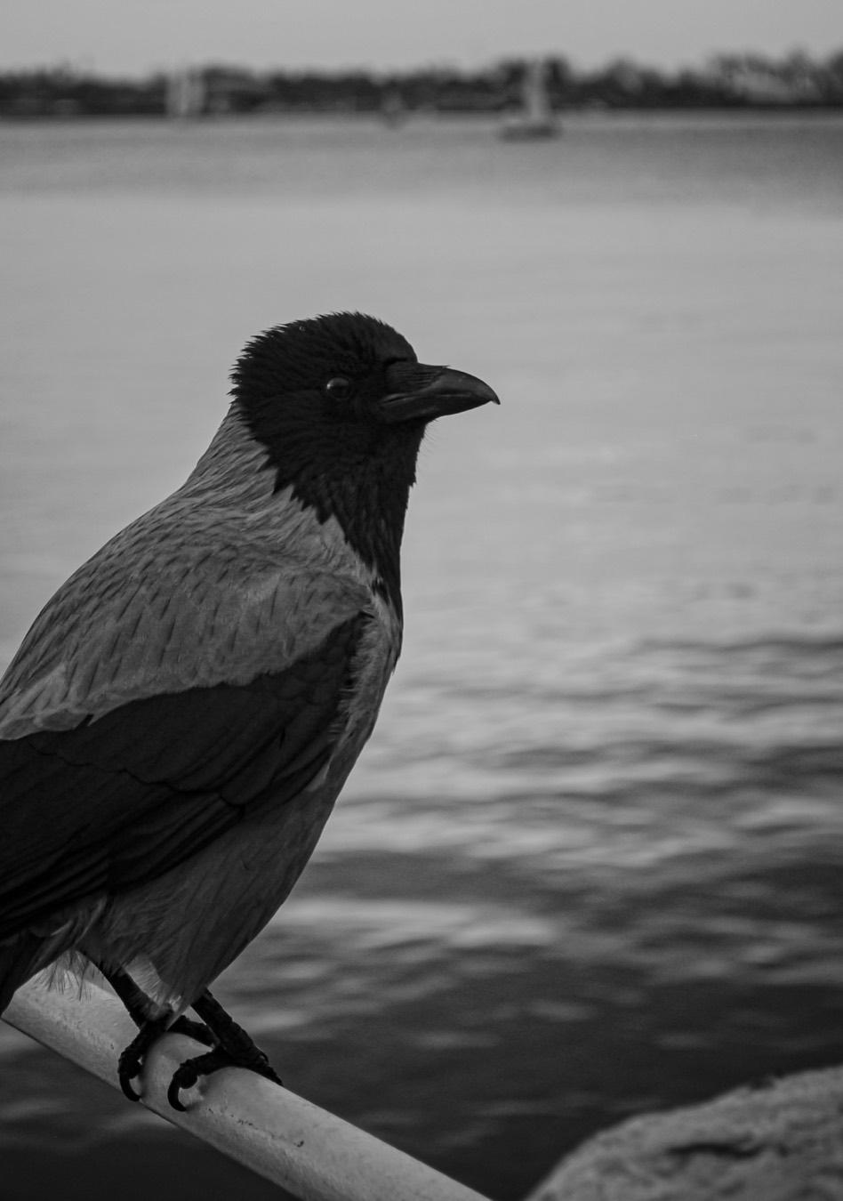 Crow at the Edge