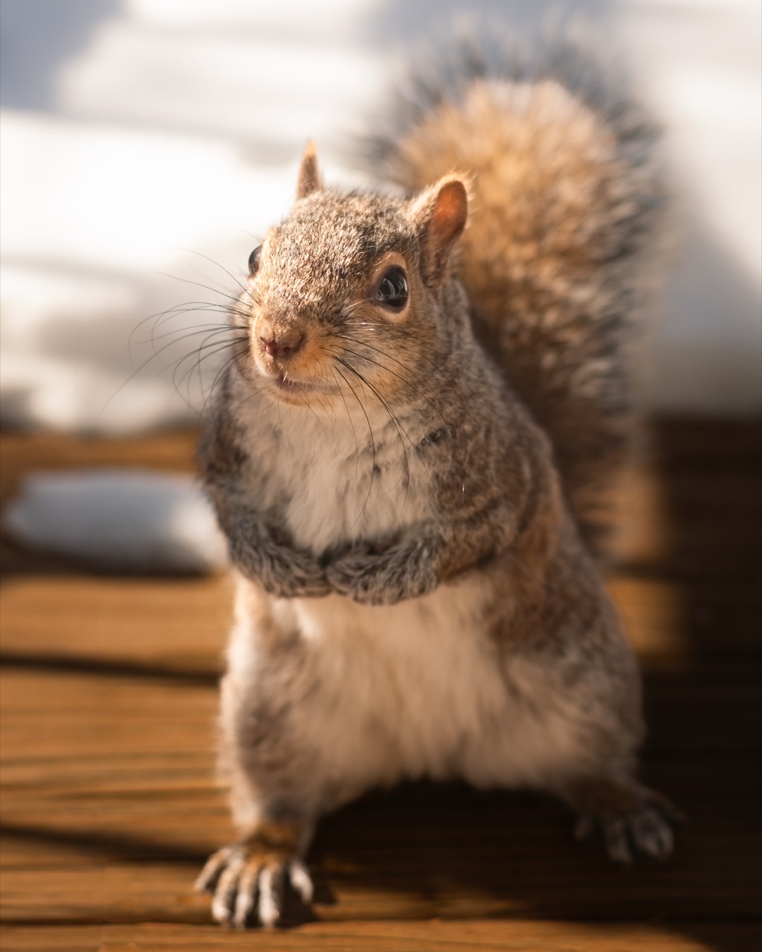 Front-Paw Pause